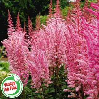Mighty Pip Plume Astilbe Thumbnail